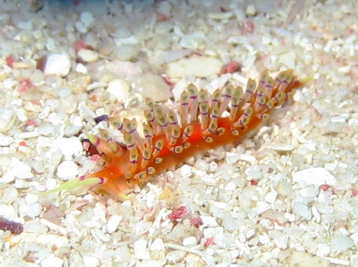 Flabellina hamanni